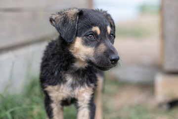 Portrait of a beautiful homeless puppy.
