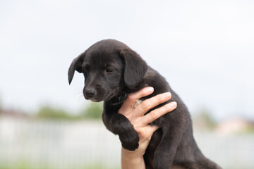 Portrait of a beautiful homeless puppy.