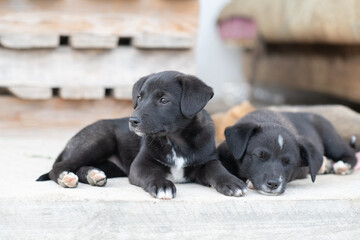 Portrait of a beautiful homeless puppy.