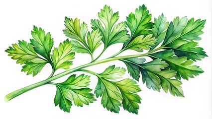 Fototapeta premium A Watercolor Illustration of a Single Sprig of Fresh Parsley with Delicate Green Foliage and a Long Stem