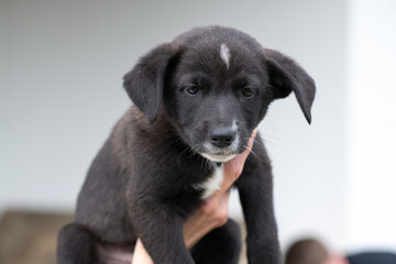 Portrait of a beautiful homeless puppy.