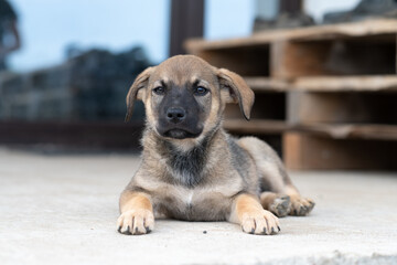 Portrait of a beautiful homeless puppy.