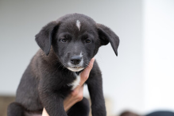 Portrait of a beautiful homeless puppy.
