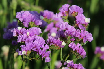 flowers in the garden