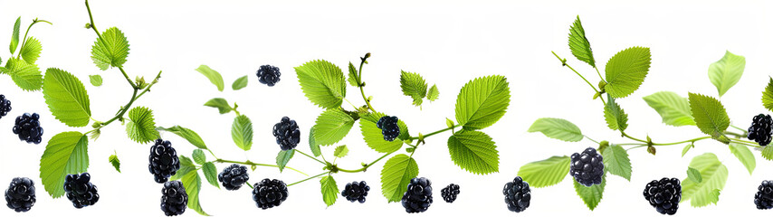 The wild berries are  isolated on a white background.