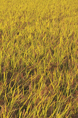 稲のテクスチャ