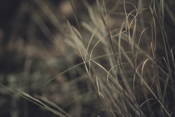 Obraz premium Autumn atmospheric natural abstract background, blur dry herbs in the forest, selected focus.