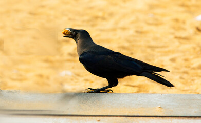 Indian Crow on a Fence