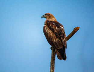 Indian Black Kite