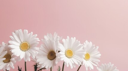 Fototapeta premium Fresh White Daisies on Soft Pink Background
