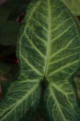 Patrones naturales de una hoja en primer plano