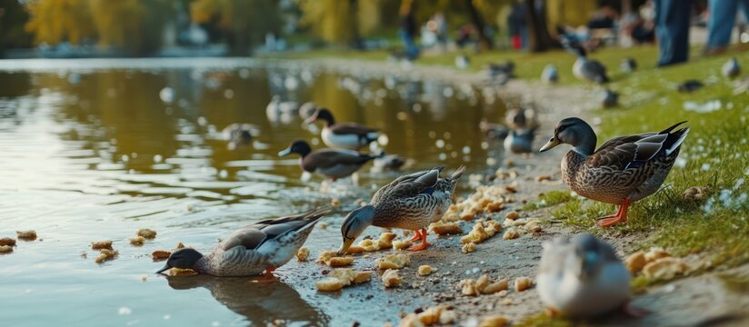 Ducks Gathering by the Water