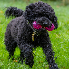 Ein rennender schwarzer Pudel mit rotem Spielzeug im Maul frontal auf einer regennassen Wiese