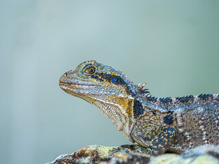 Intellagama Lesueurii Eastern Water Dragon