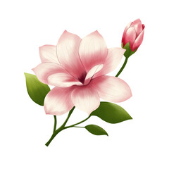 realistic magnolia flower illustration 