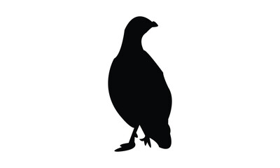 Black Pheasant silhouette And Vector Illustration. 