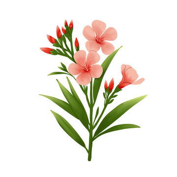 delicate oleander flower illustration