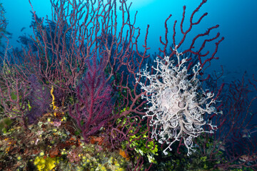 stella gorgone, Astrospartus mediterraneus, su gorgonia rossa, Paramuricea clavata  © Massimo