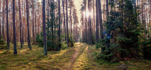 Fototapety na wymiar - Fototapeta24.pl