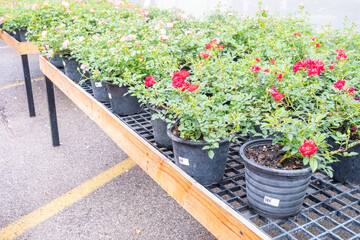 Flowers and plants in pots on a table in flower shop, plants in the interior of greenhouse,Home gardening tropical flower growing in pot,Natural flora,Selective focus,copy space.