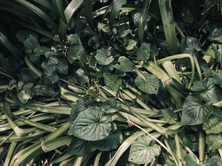 Green plant leaves