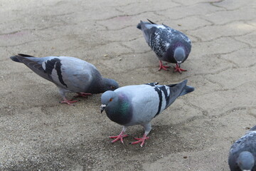 Fototapeta premium pigeons in the city
