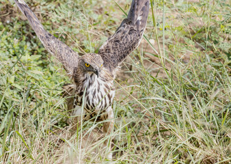 spotted eagle feather spread action on grass 
