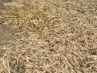 Sugarcane crop. Sugarcane peels. After extracting the sugarcane juice, the sugarcane peel is dried in the sun.  After drying it is used in burning. Beautiful 4K Footage.