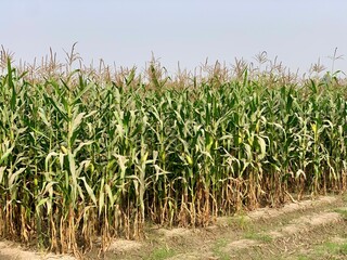 Fototapeta premium Corn Plant. Close up on ears of corn and corns stalks. A ripening head of corn on the stem among the green leaves in the field. Harvesting.Healthy corn plants. Green leaves in vast countrysid field.