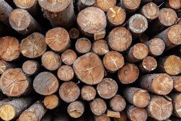 Pile of timber logs stacked in the forest