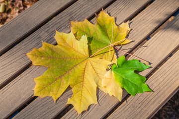 Four leaves in different colour on wooden background. Fall is arrived . Winter is coming.