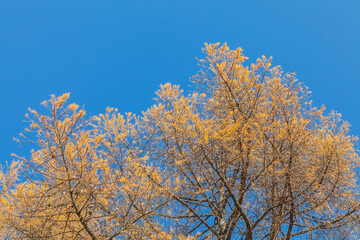 larch tree branches in autumn against the sky
