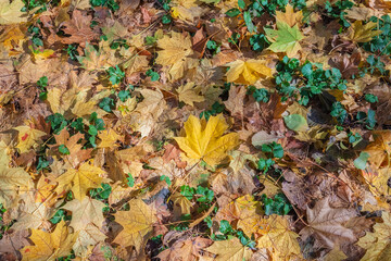 Autumn mood background. Fallen autumn dried leaves background. Colorful, variegated foliage. Flat lay, top view, copy space