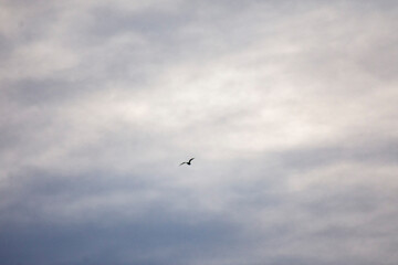 birds in flight