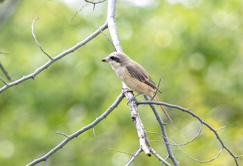bird on dry branch