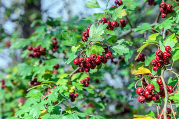 common hawthorn, bush, red fruits,