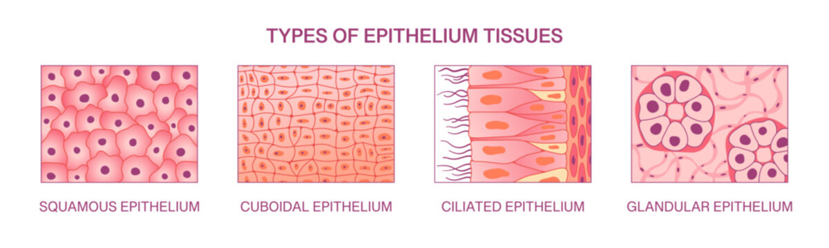Types of epithelium tissues. Realistic vector scientific medical illustration of squamous epithelium, cuboidal epithelium, ciliated and glandular epithelium 