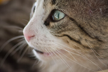 Fototapeta premium close up portrait of a cat