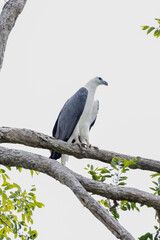 eagle on tree branch, tropical sanctuary 