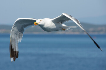 Flying seagull above the sea