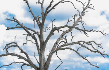 tree branches against blue sky, birds tree in sanctuary 