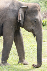 Fototapeta premium wild elephant in sanctuary , Asian elephant
