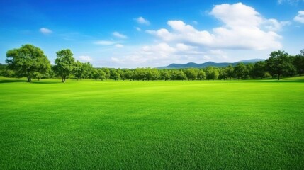 Obraz premium Verdant Meadows: A Tranquil Natural Landscape