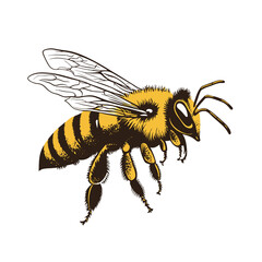 Obraz premium Bee vector illustration on the white background. Eps 10 vector file. 