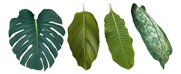 Green fresh tropical leaves for summer and spring floral design. Realistic 3d vector illustration set of jungle plant elements - monstera and banana, dieffenbachia and bird of paradise foliage