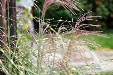 Close-up of zebra grass seeds showcasing detailed textures and patterns © Wirestock
