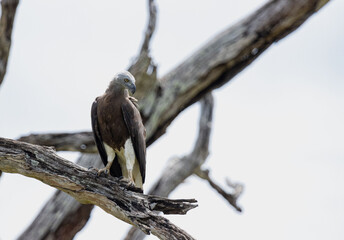 bird on a branch, white eagle on dry branch 