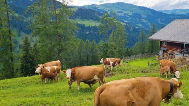Calves suckling milk in the Alps of the Canton Berne in Switzerland on a cloudy day