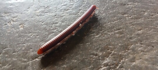 creeping luwing millipedes