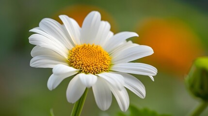 A close-up of a daisy flower showcasing its delicate petals and vibrant center.